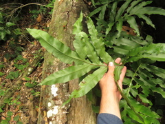 Phlebodium decumanum