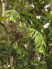 Phlebodium decumanum