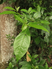 Cordia alliodora
