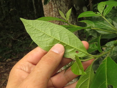 Cordia alliodora
