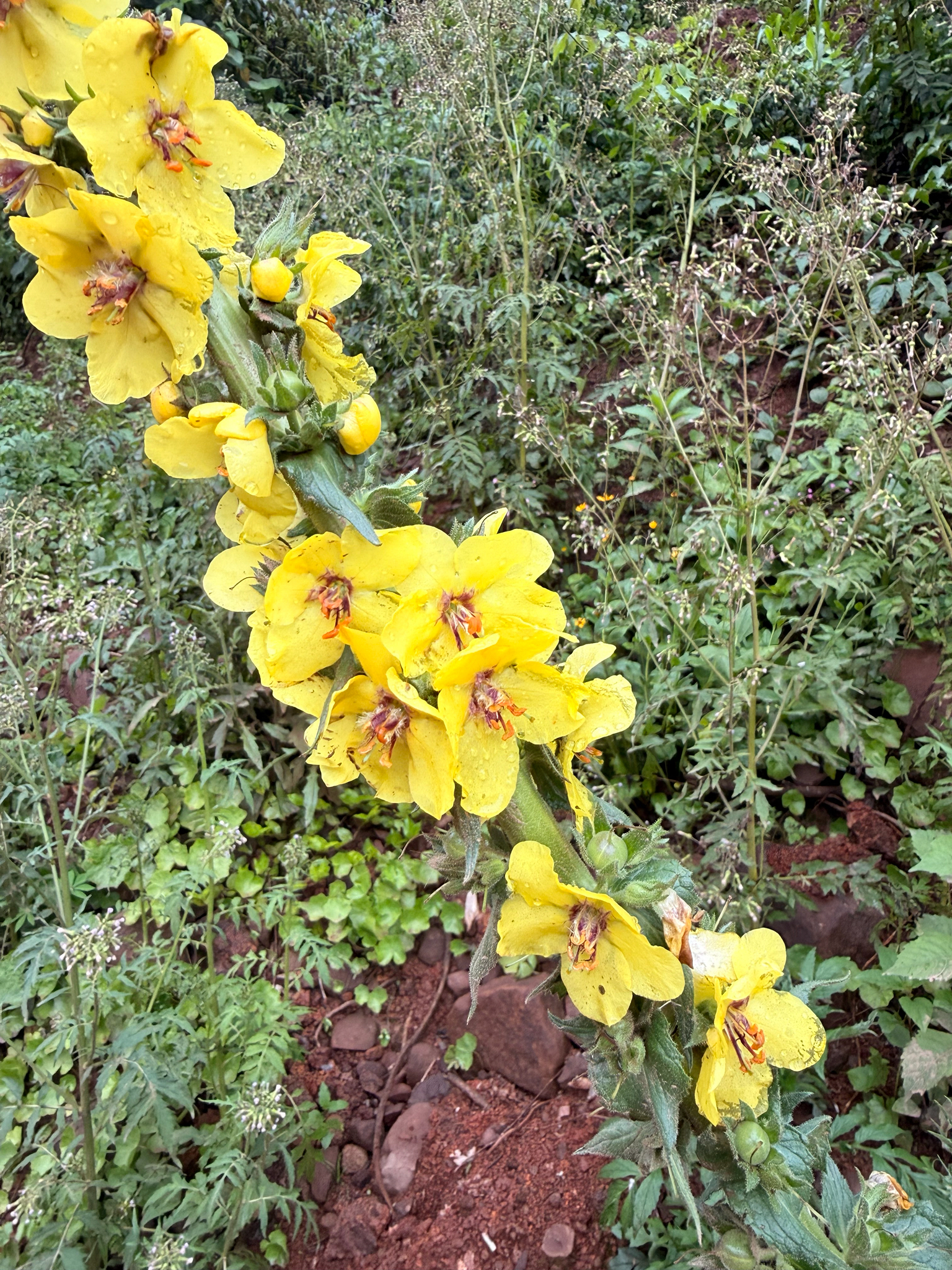 Verbascum virgatum