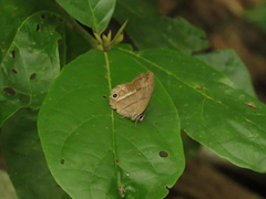Cissia