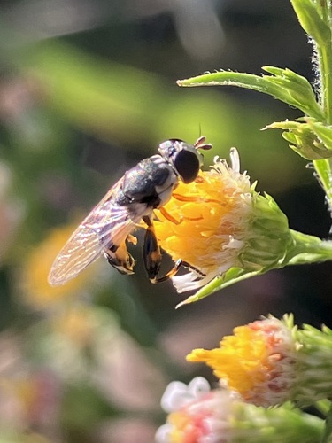 Unknown species found near Germantown, MD, USA