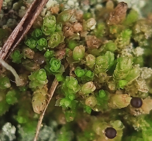 Isopaches bicrenatus