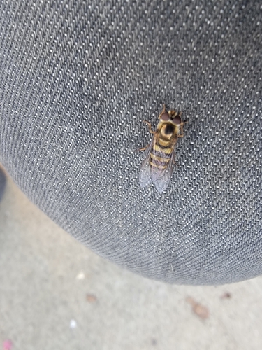 Unknown species found near Franklin County, KY, USA
