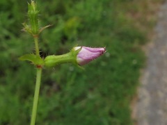 Rhexia mariana interior