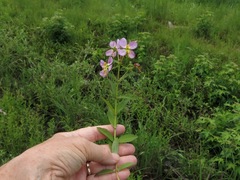 Rhexia mariana interior