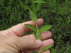 Rhexia mariana interior