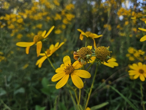 Muck Sunflower (Helianthus simulans)