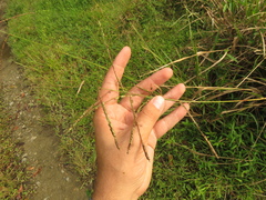 Paspalum virgatum