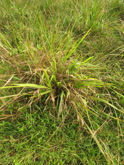 Paspalum virgatum