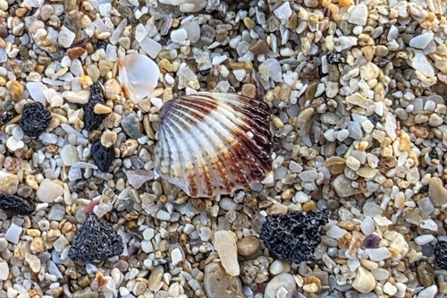 Glans trapezia