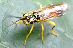 Pamphilius phyllisae