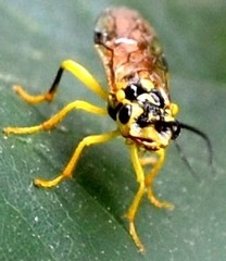 Pamphilius phyllisae