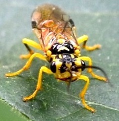 Pamphilius phyllisae