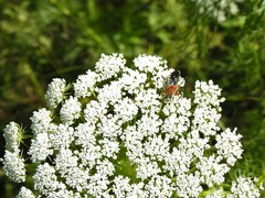 Cosmoclopius poecilus