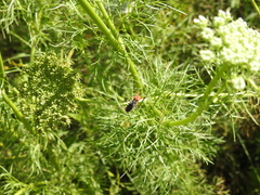 Cosmoclopius poecilus