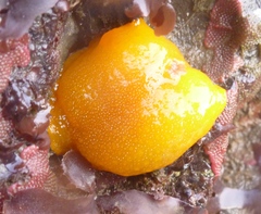 Doriopsilla albopunctata