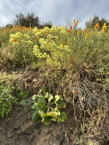Calceolaria nudicaulis (Calceolaria nudicaulis)