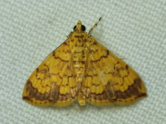 Portentomorpha xanthialis