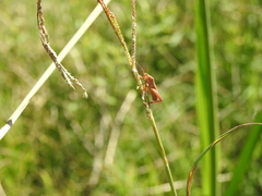Athaumastus