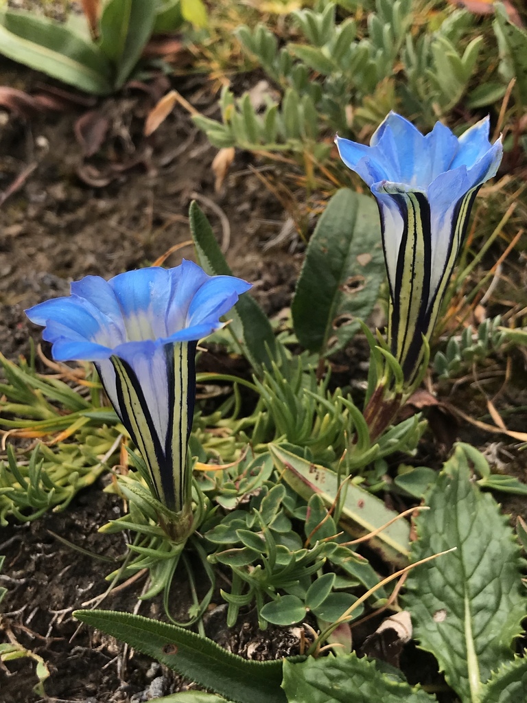 Showy Chinese Gentian