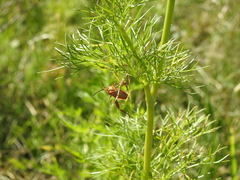 Athaumastus