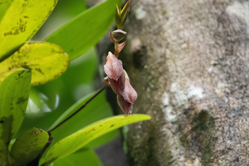 Bulbophyllum mandibulare