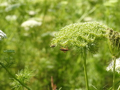 Athaumastus
