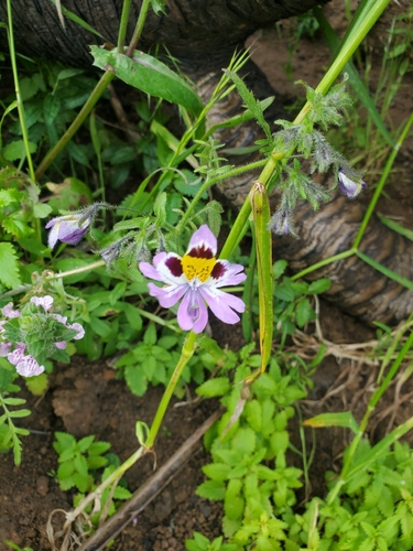 Schizanthus porrigens, photograph 2