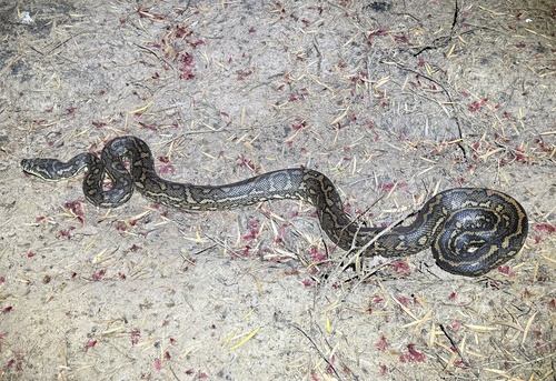 Coastal Carpet Python sighting