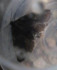Typhonia ciliaris