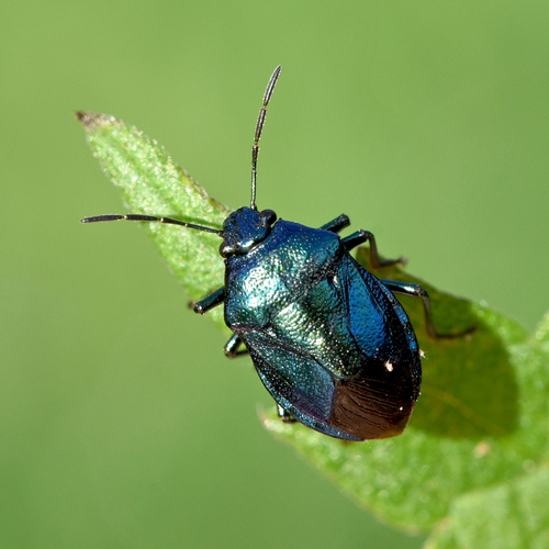 Blue Shield Bug, Veenendaal, Netherlands, photo 6 of 10
