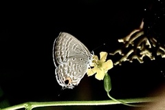 Catochrysops strabo strabo