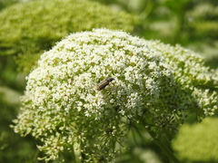 Astylus tucumanensis