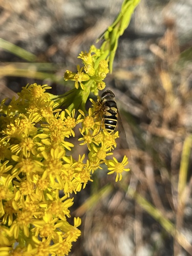 Unknown species found near Pine Island, Green Pond, SC, US