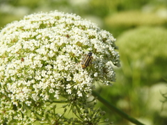 Astylus tucumanensis