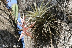 Tillandsia didisticha