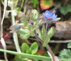 Veronica triphyllos
