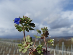 Veronica triphyllos