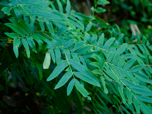 Asian royal fern (Osmunda japonica)