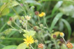 Asteroideae
