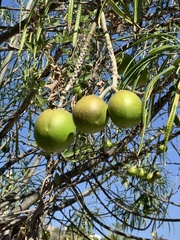 Cascabela thevetioides