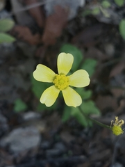 Ranunculus sierrae-orientalis