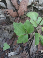 Ranunculus sierrae-orientalis