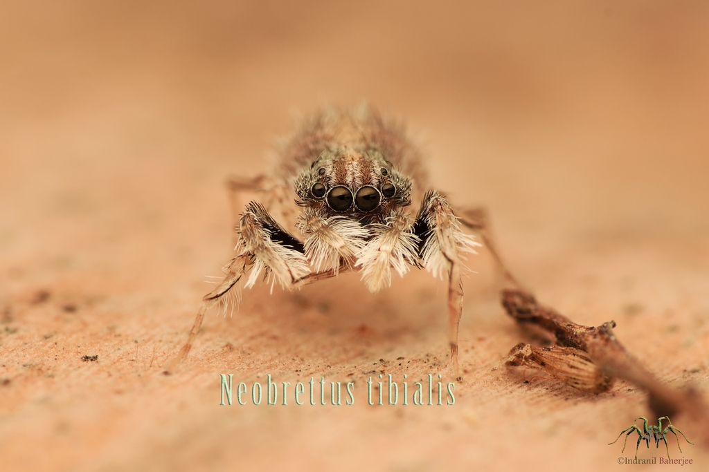 Neobrettus