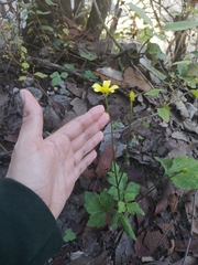 Ranunculus sierrae-orientalis