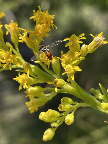 Unknown species found near Pine Island, Green Pond, SC, US