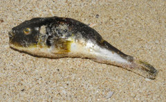 Amblyrhynchote honckenii