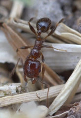 Pheidole capensis